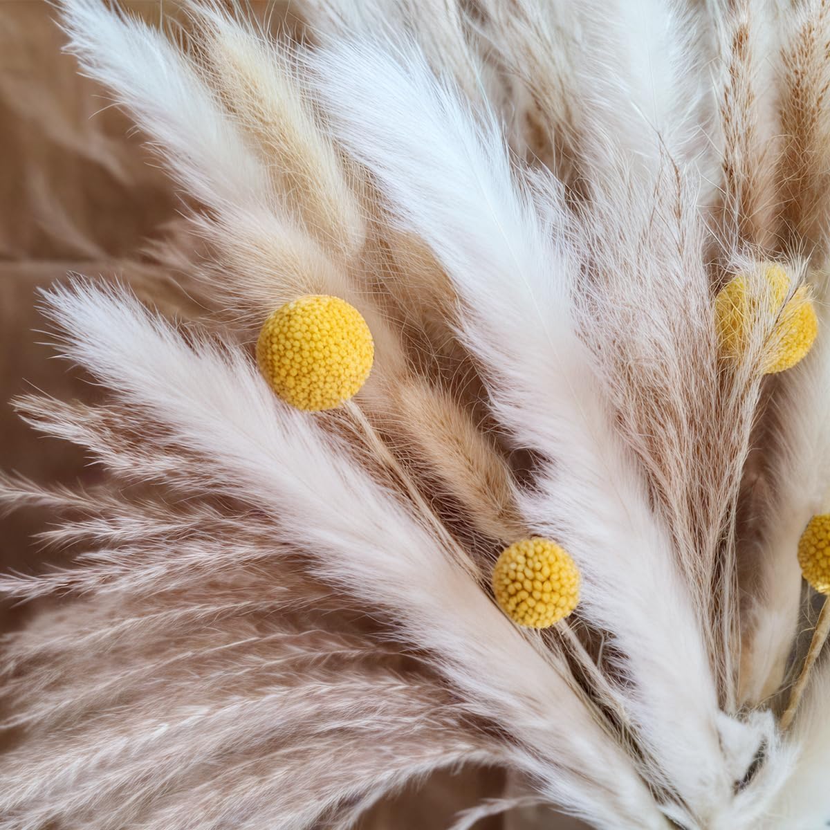 Gedroogd Pampasgras Bouquet Na - Pampas Grass Decor recensie en prijs